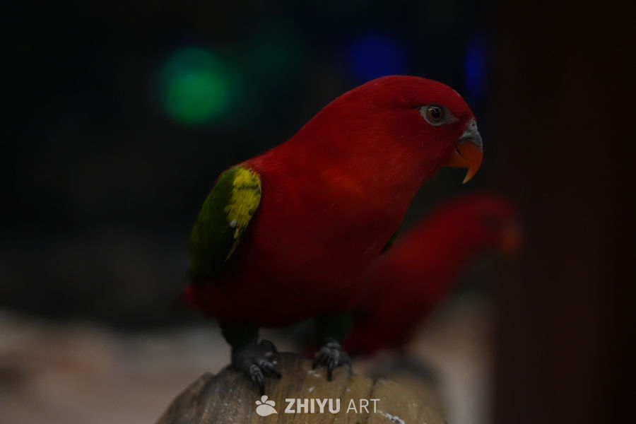 鹦鹉