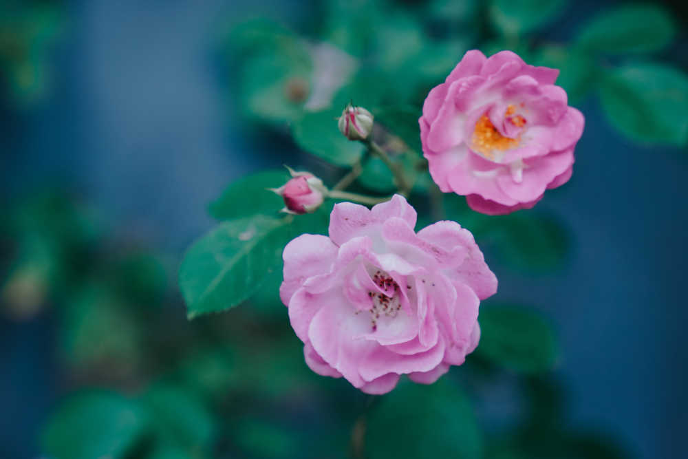 蔷薇花开