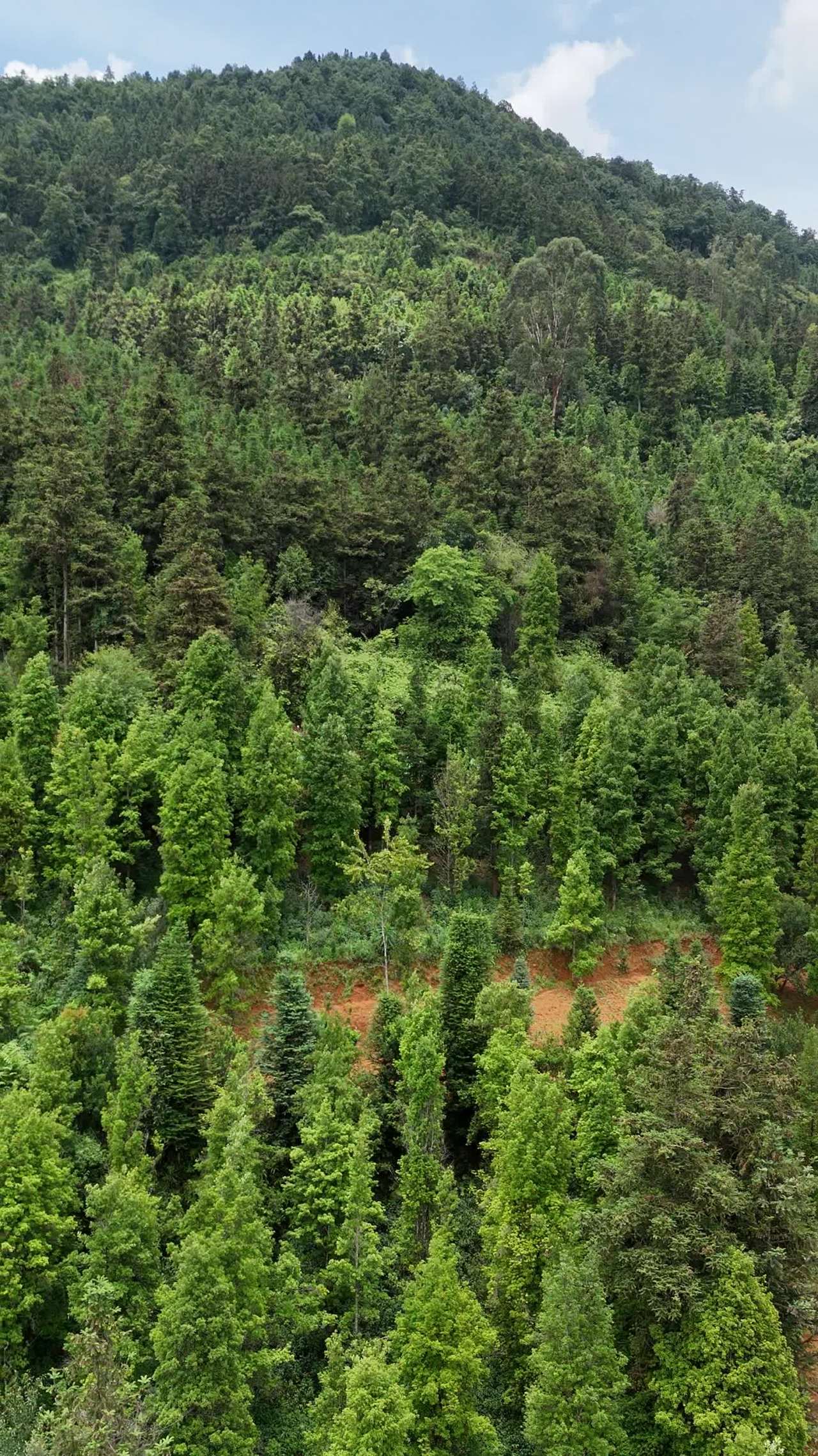 山间绿意盎然