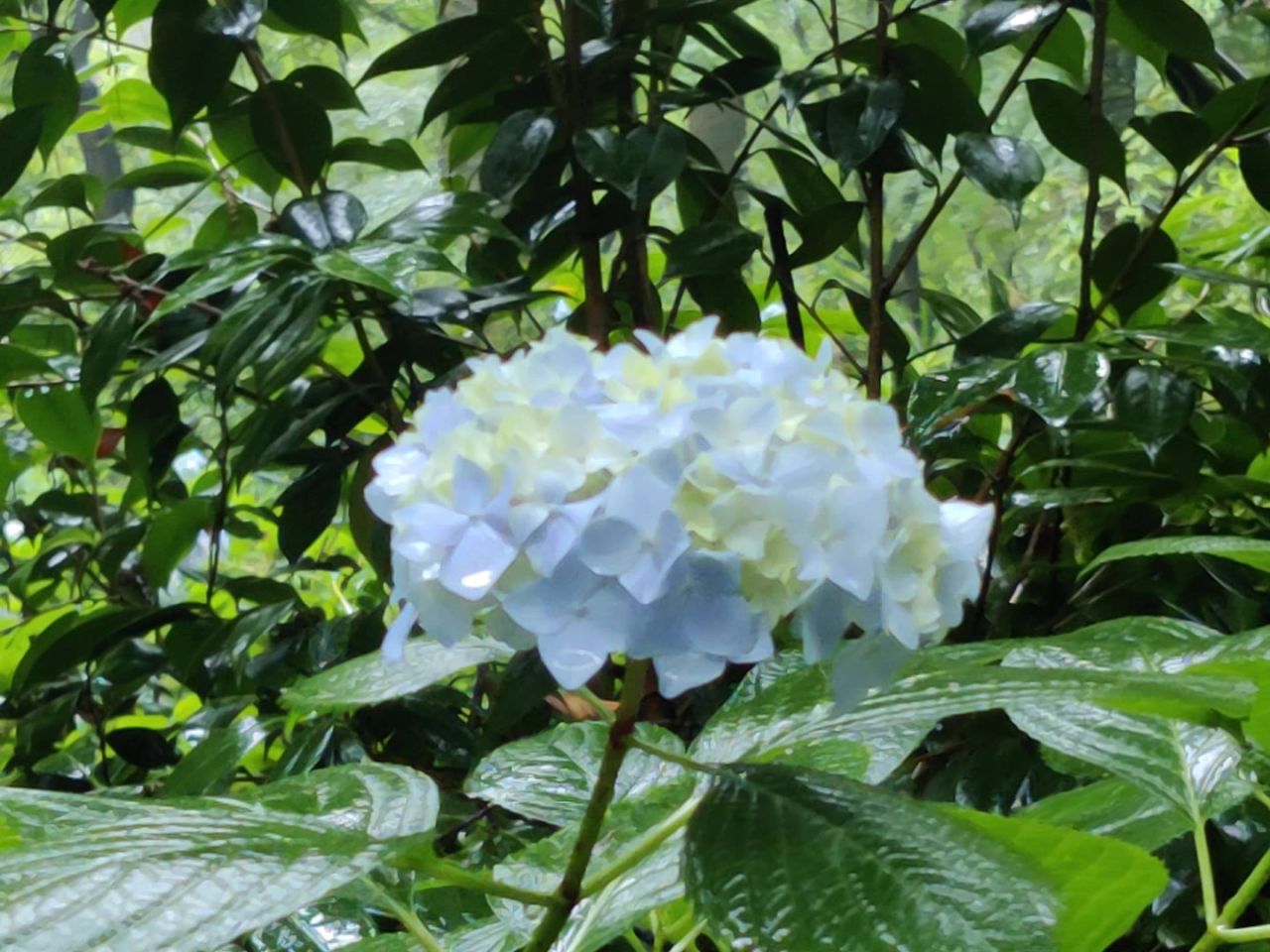 绣球花