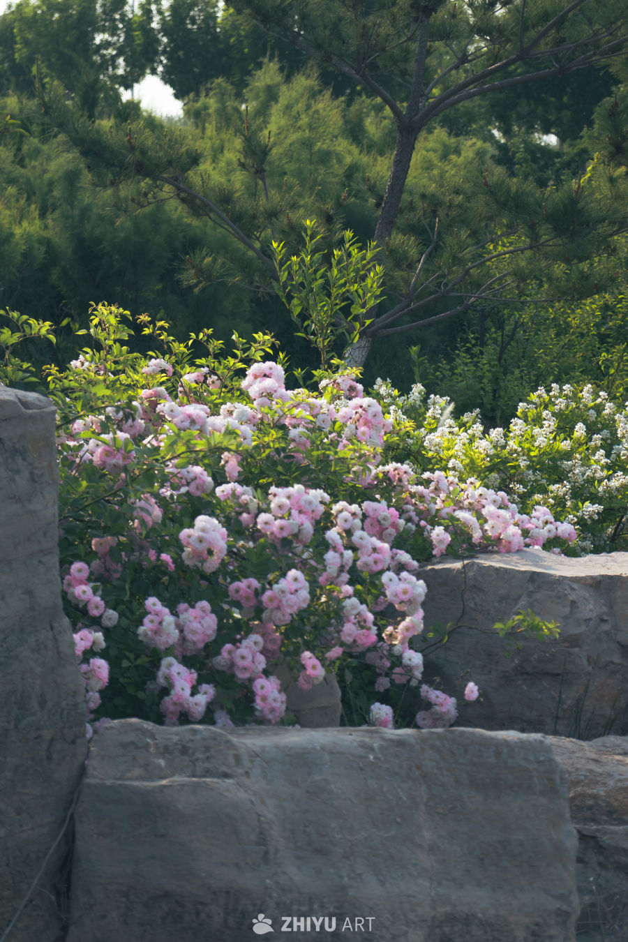 花丛与岩石的静谧之美