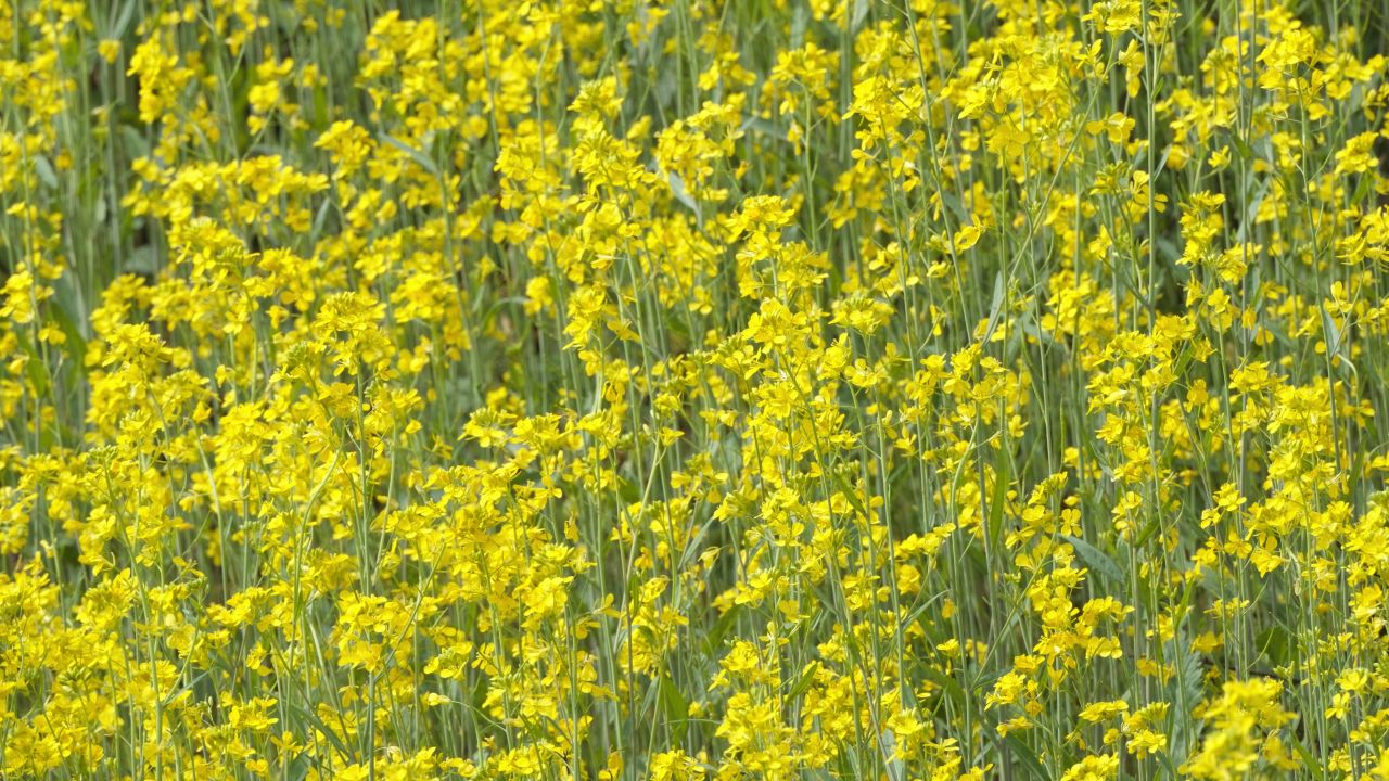 春天农村油菜花海蜜蜂采蜜 41