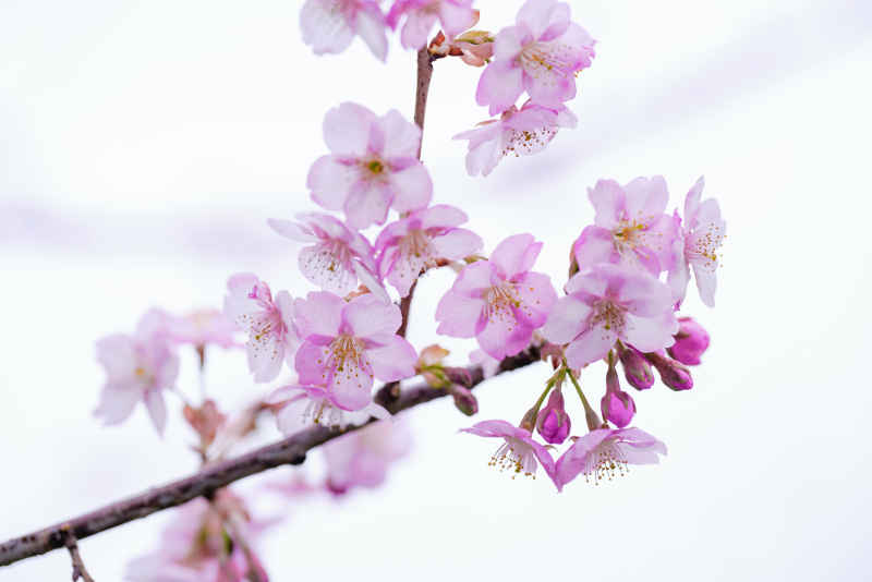 樱花季 25