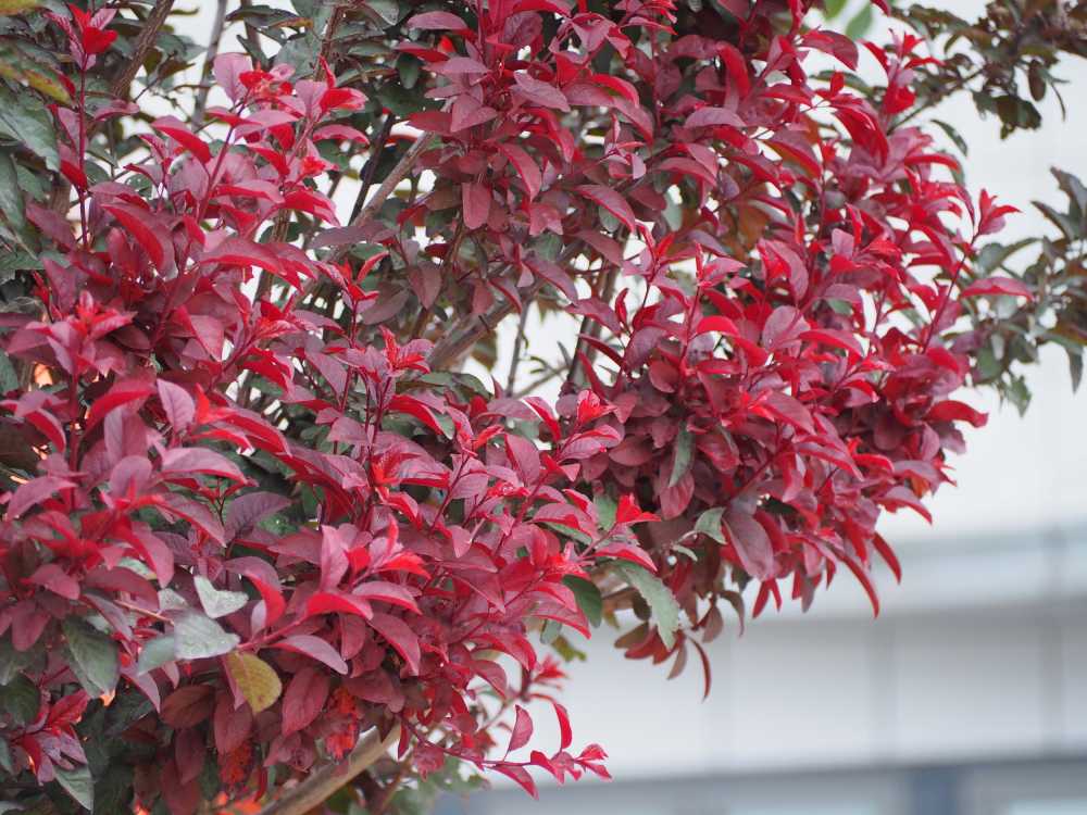 植物园采风