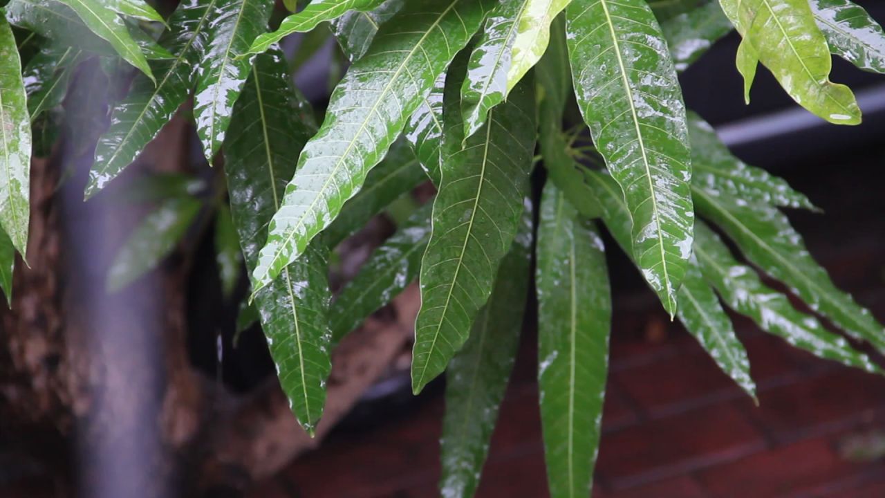秋雨中的芒果树叶