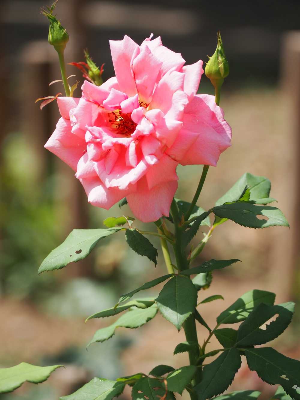月季花
