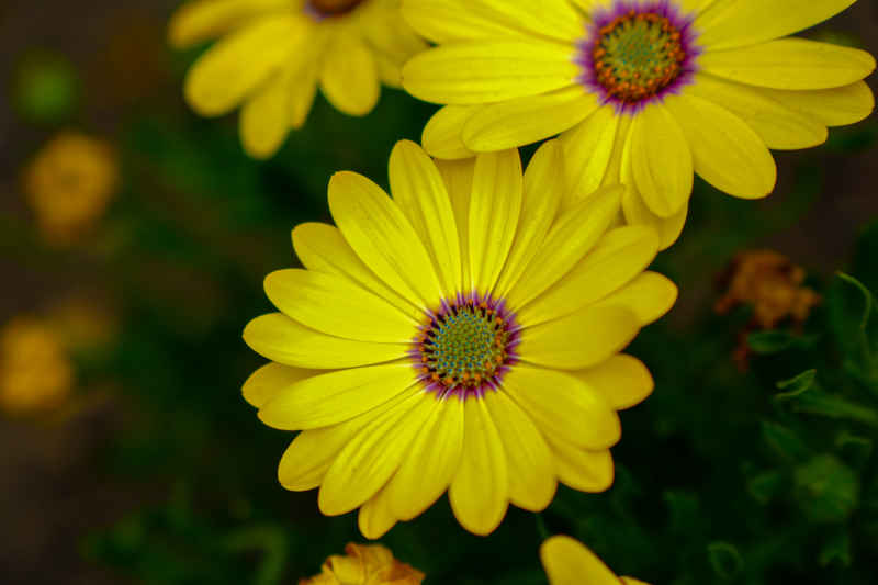 花海 3