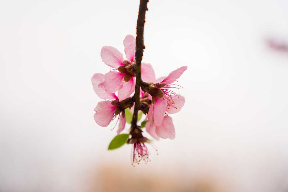 春日花开