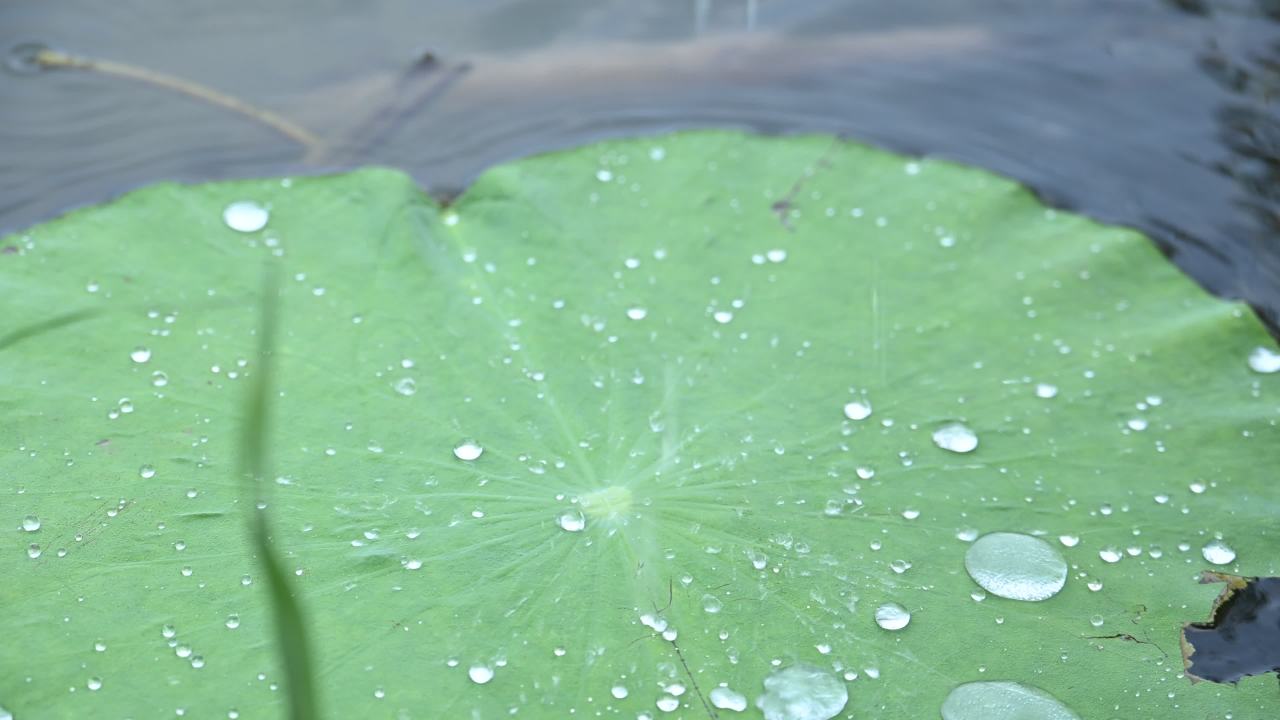 【实拍样片】尼康Z7 II-4K实拍原片视频 5