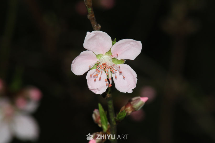 桃花盛开的春天