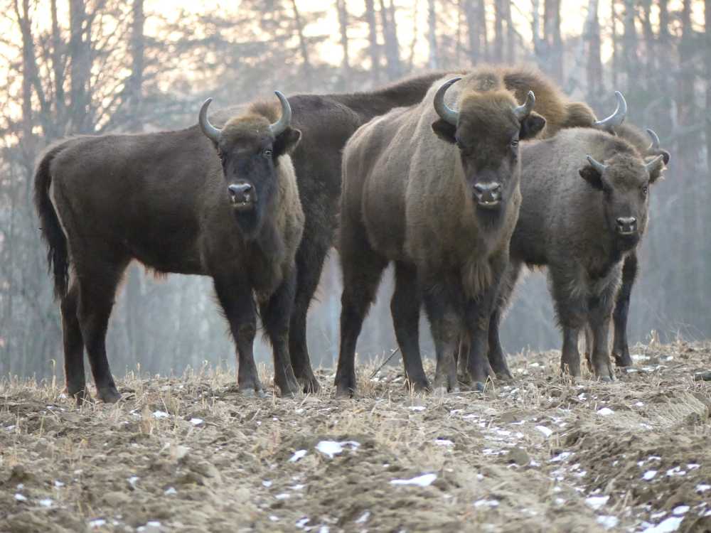野牛欧洲野牛动物波兰