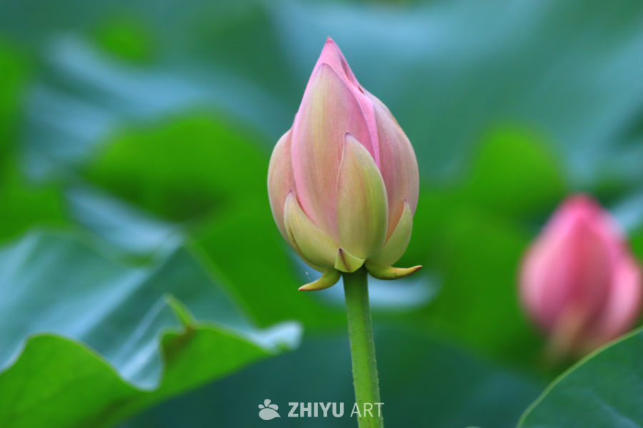 盛夏荷花 249