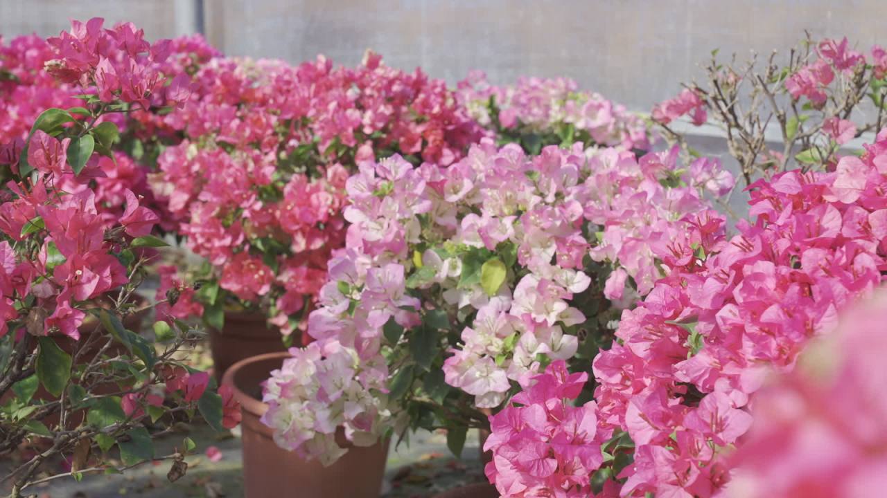 年宵花 15