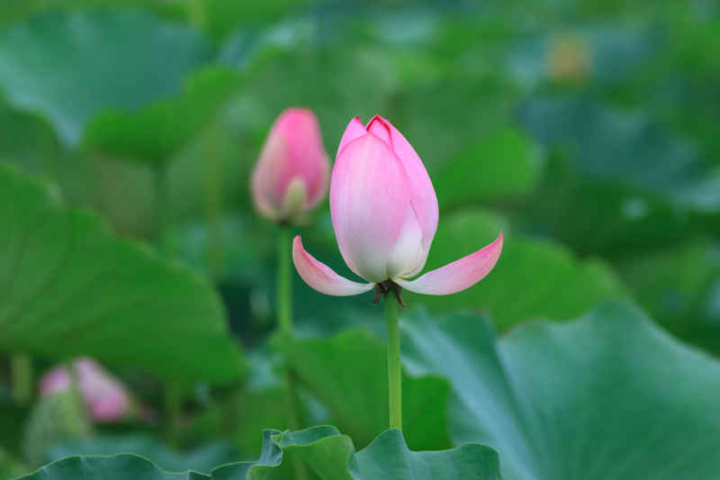 荷花 33