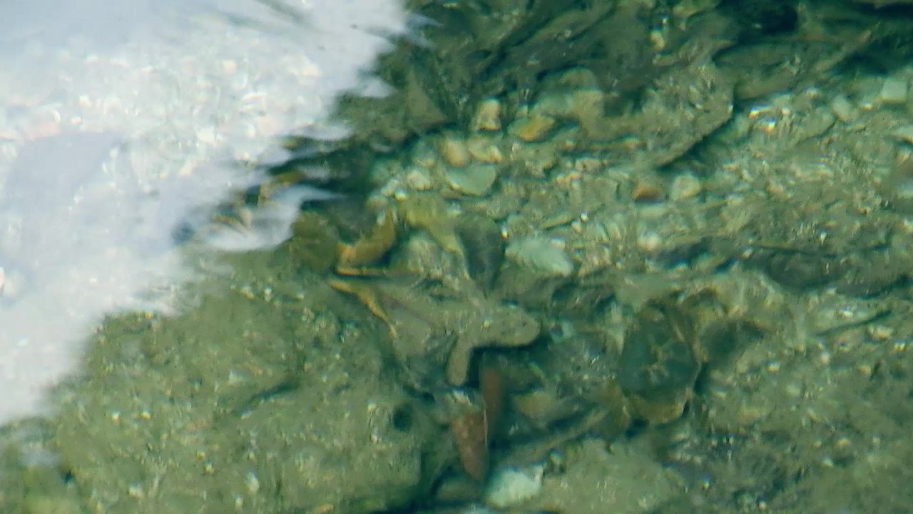 小溪里的螃蟹