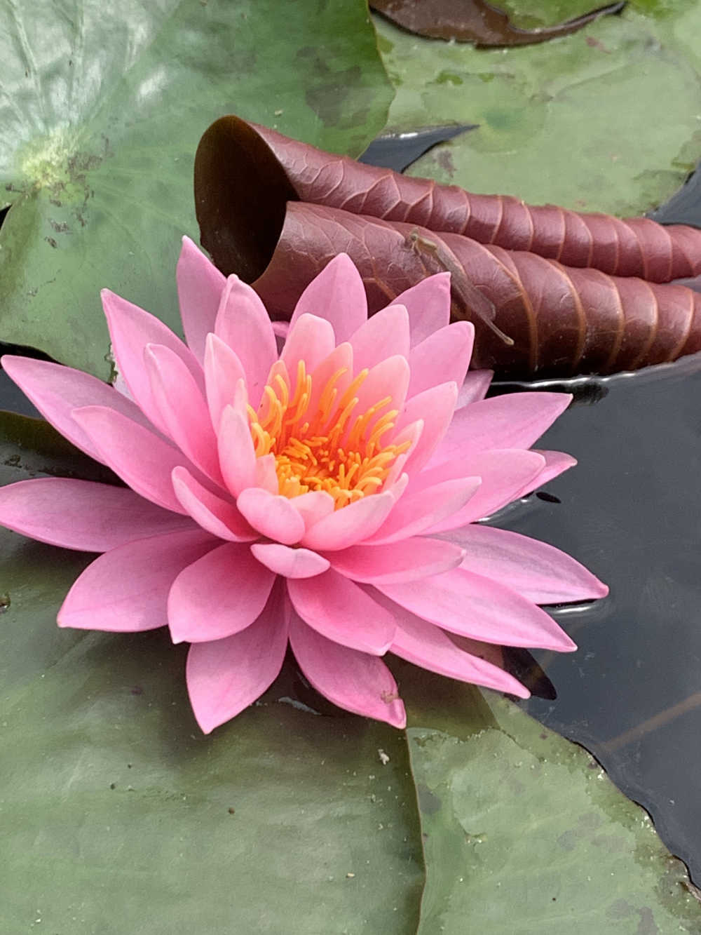 手机拍摄花花草草
