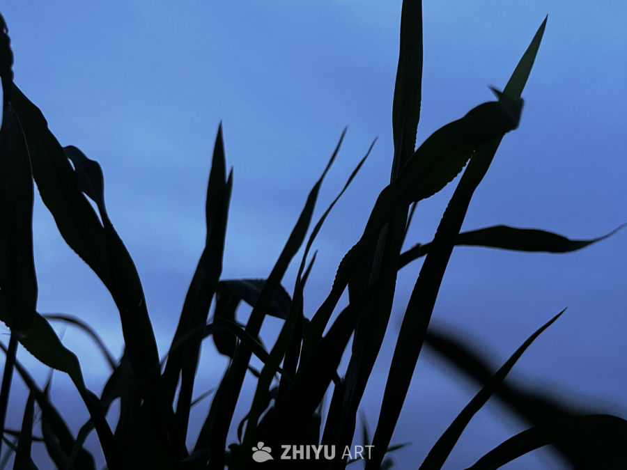 晨曦中的绿植剪影