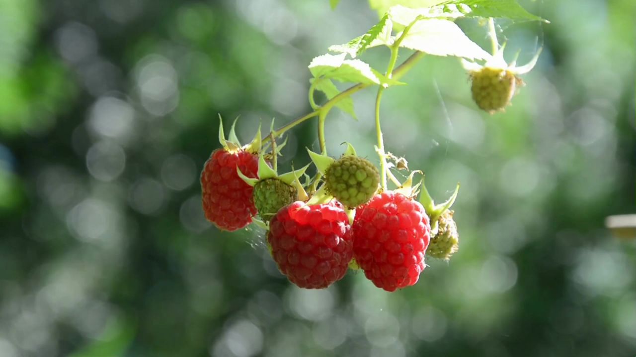 山莓浆果夏季水果