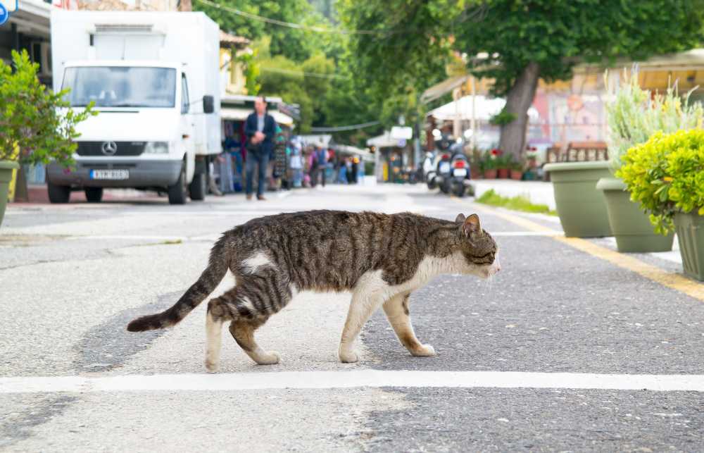 猫走街动物宠物