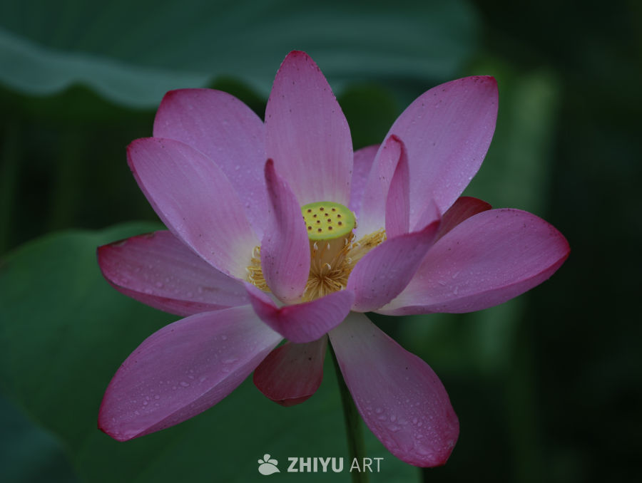 雨后粉莲