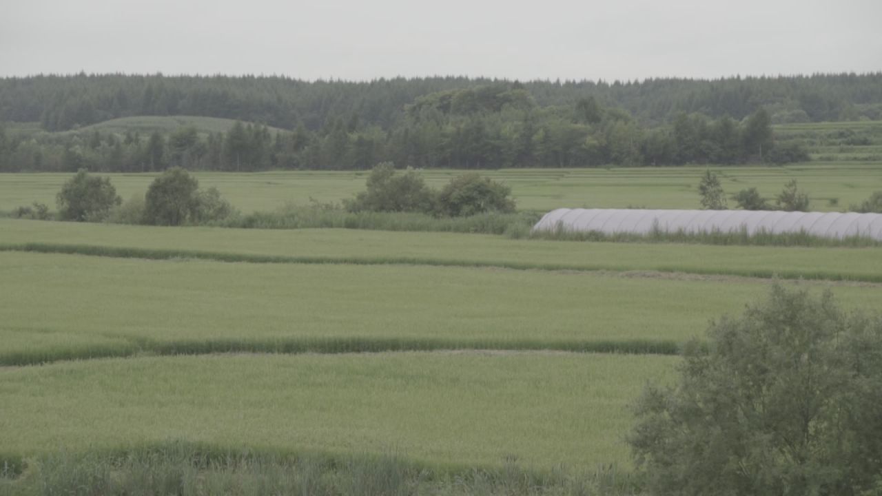 五常稻花香大米 26