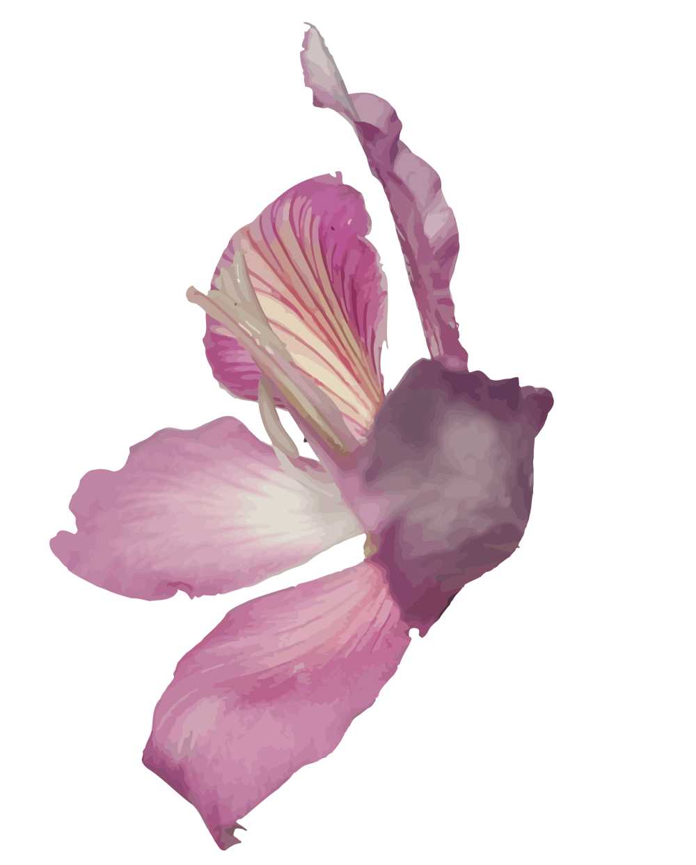 【矢量图】紫荆花