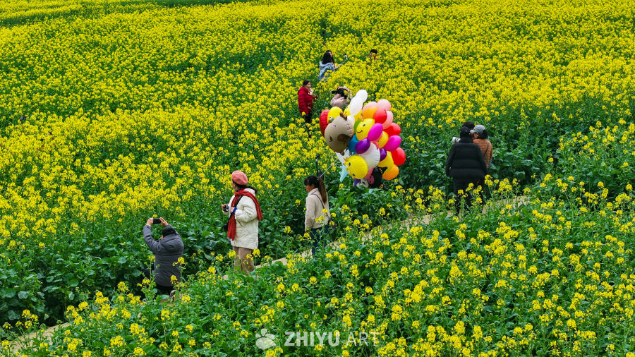 航拍油菜花盛开  美丽乡村 17