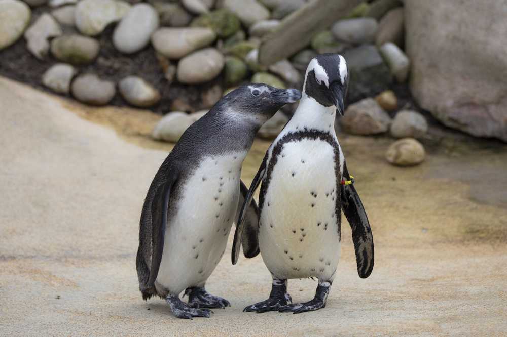 企鹅动物园眼镜企鹅