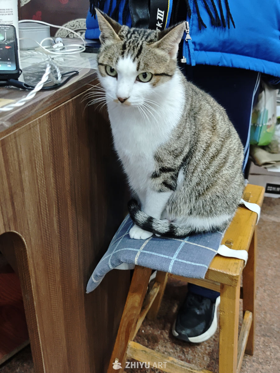 猫咪静坐木凳上