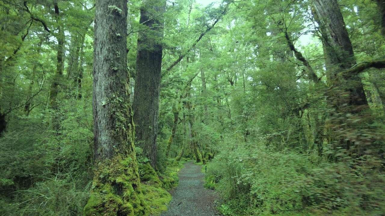 新西兰南岛蒂阿古恩湖步道指环王电影中的迷雾森林 3