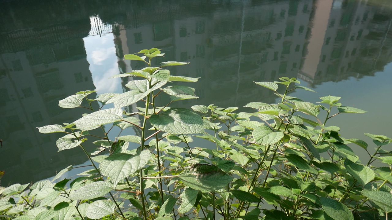 河涌边的居民楼