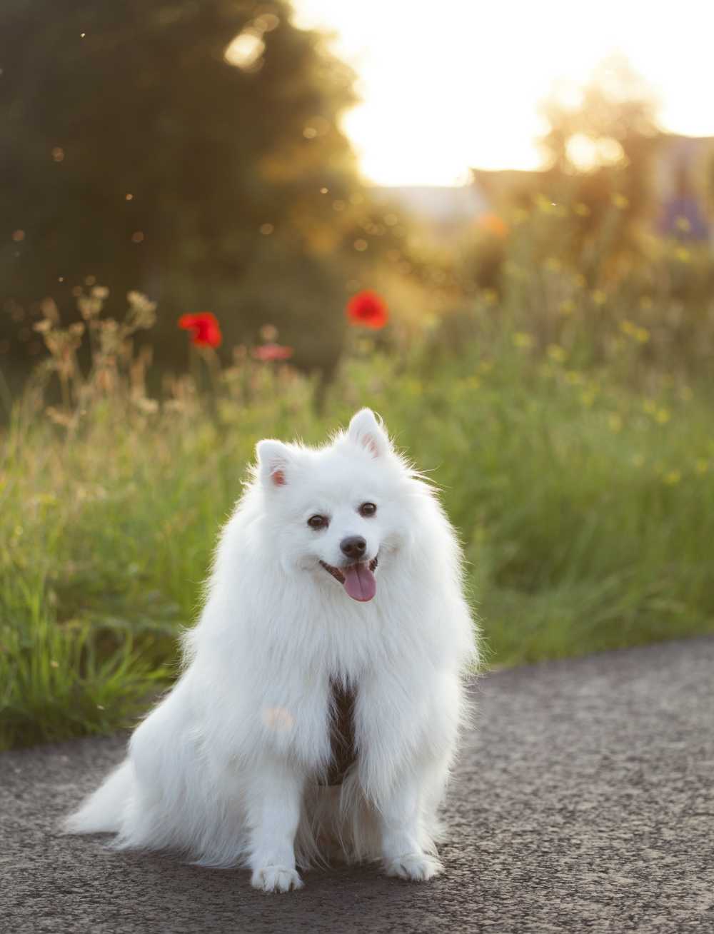 心爱的银狐犬