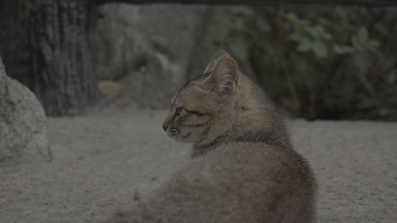 猫咪 3