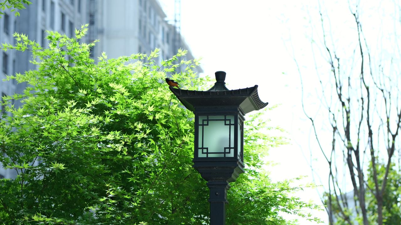 枫叶空镜头，小区春天空镜头 17