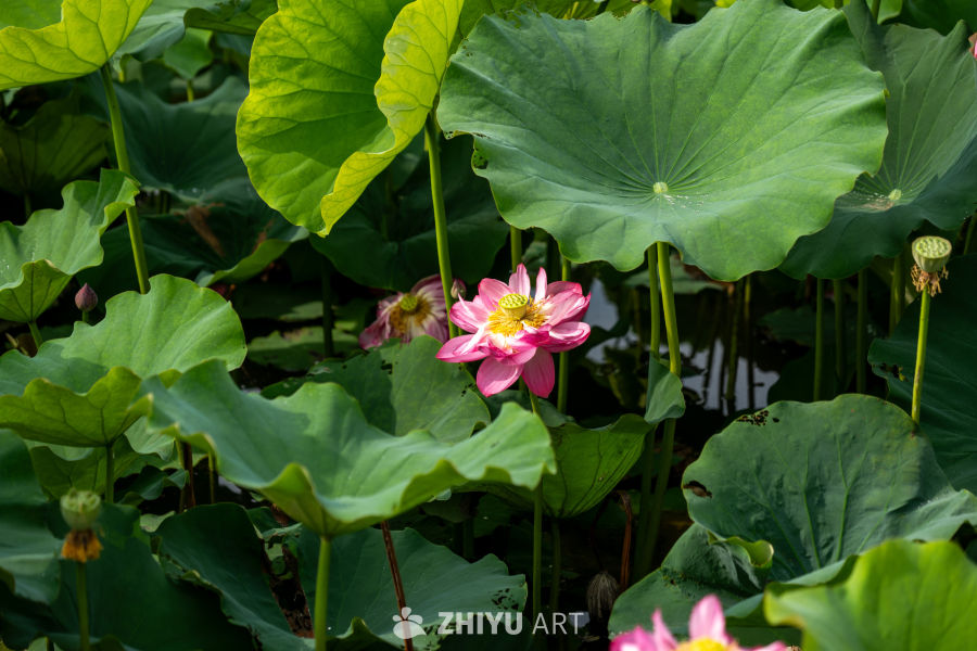 荷花 118
