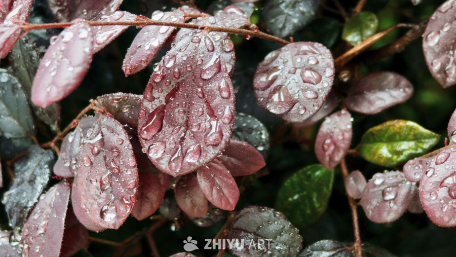 雨后紫叶植物