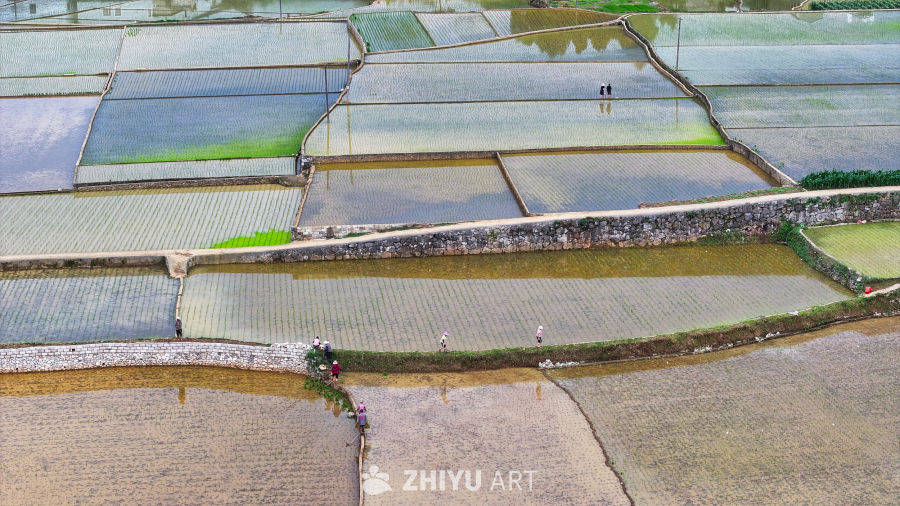 乡村稻田风光 7
