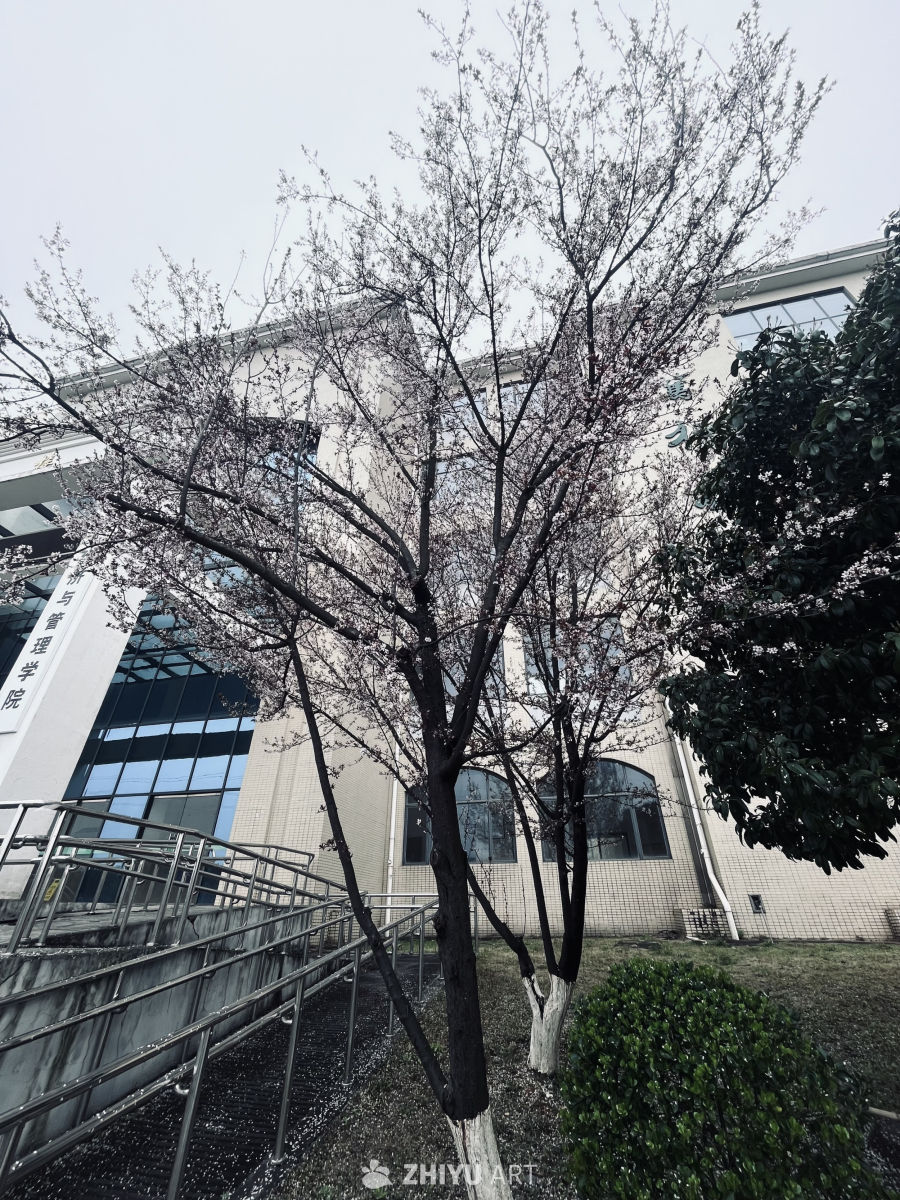 春日校园一角
