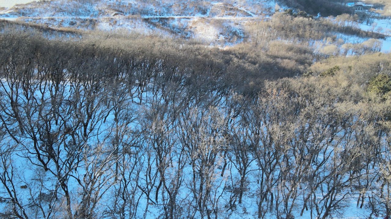 航拍雪山树林