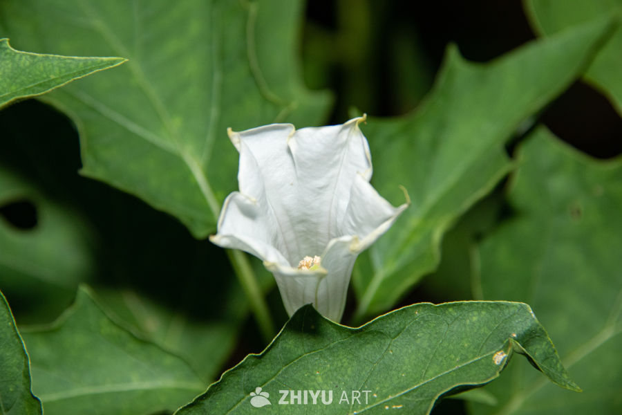 中药材与药材花 71