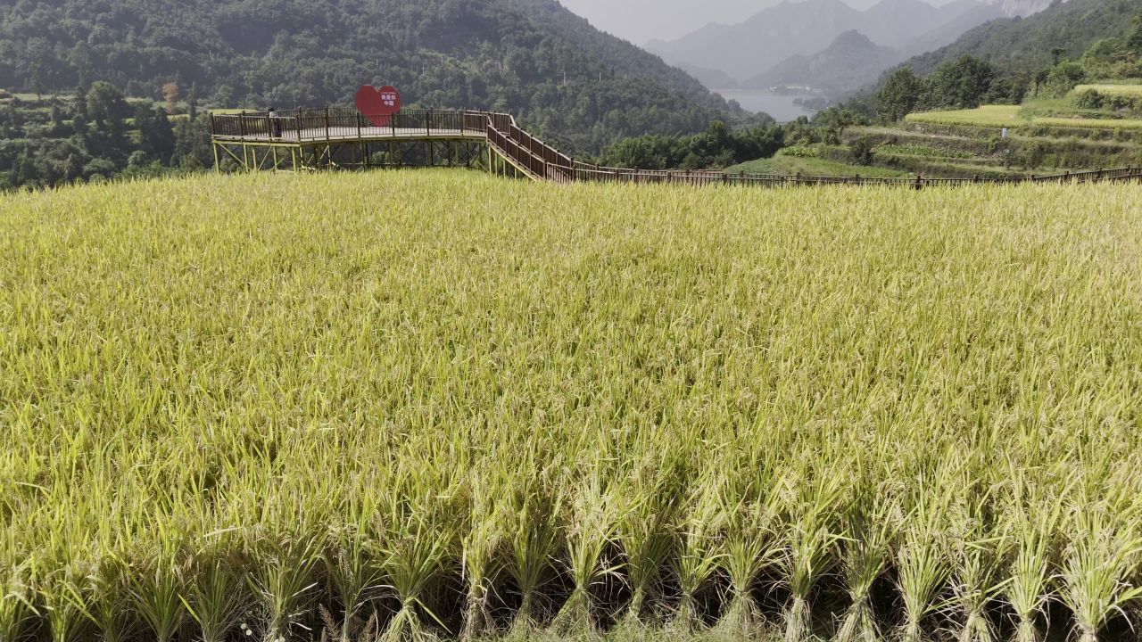 温州中雁荡山与梯田水稻 17