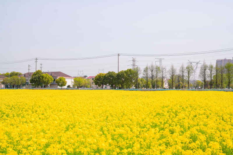 油菜花 9