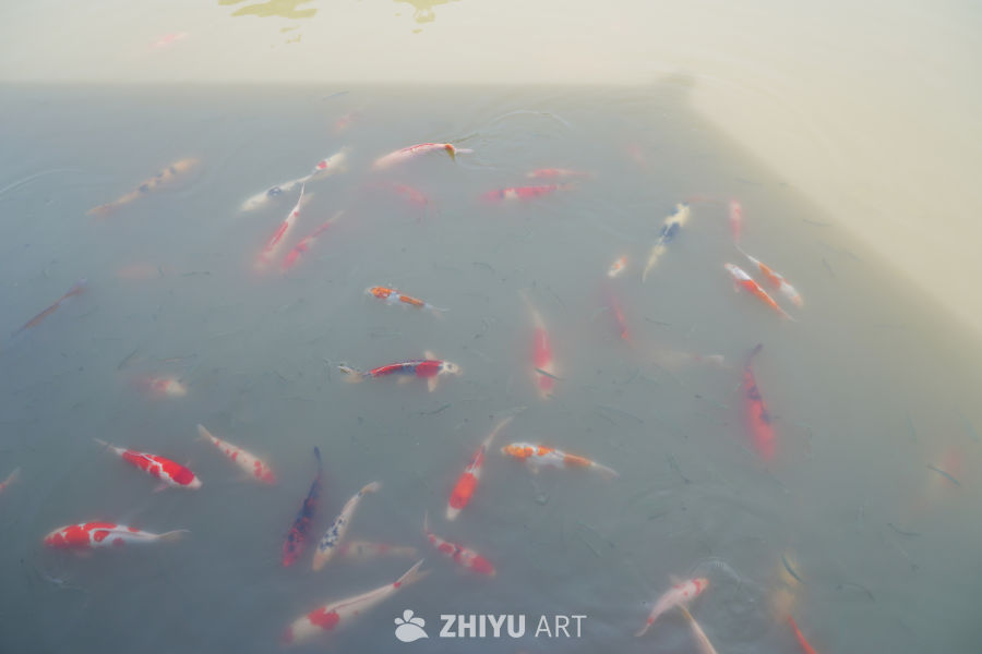 公园人工湖里的锦鲤 6