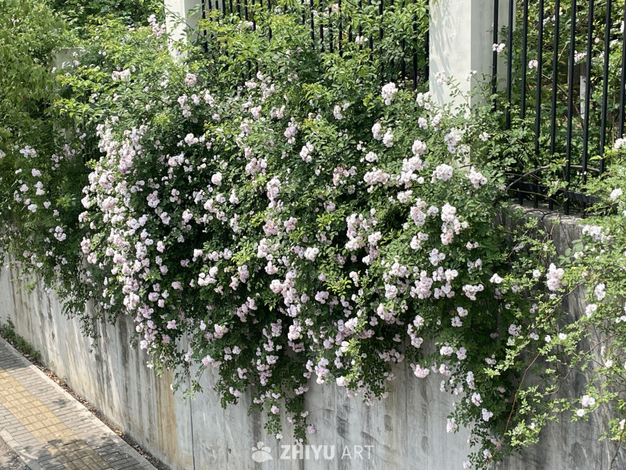 春季花卉 10