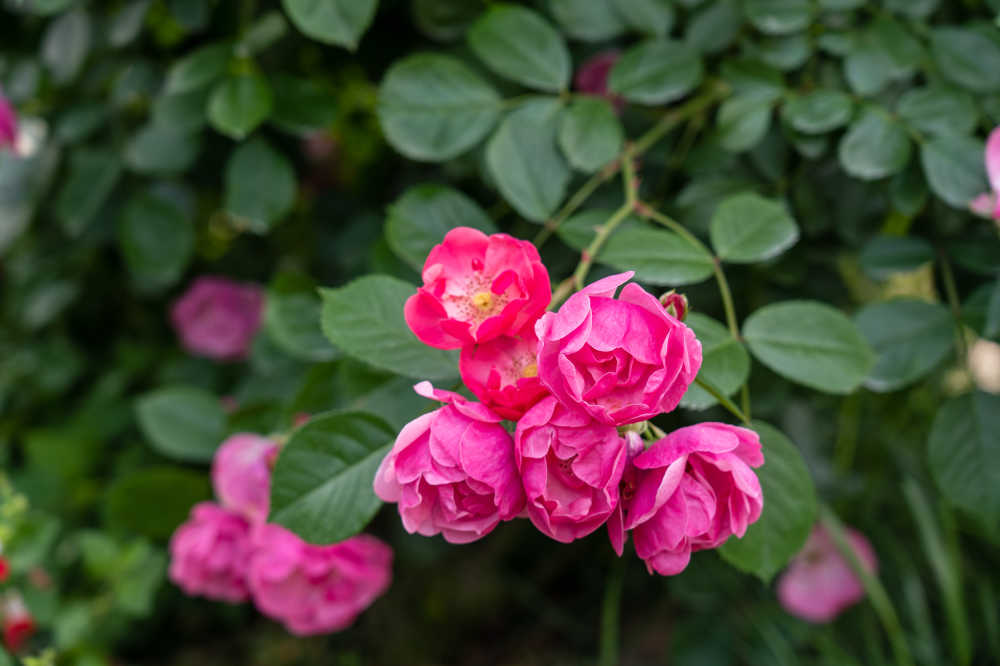 玫瑰谷的月季花