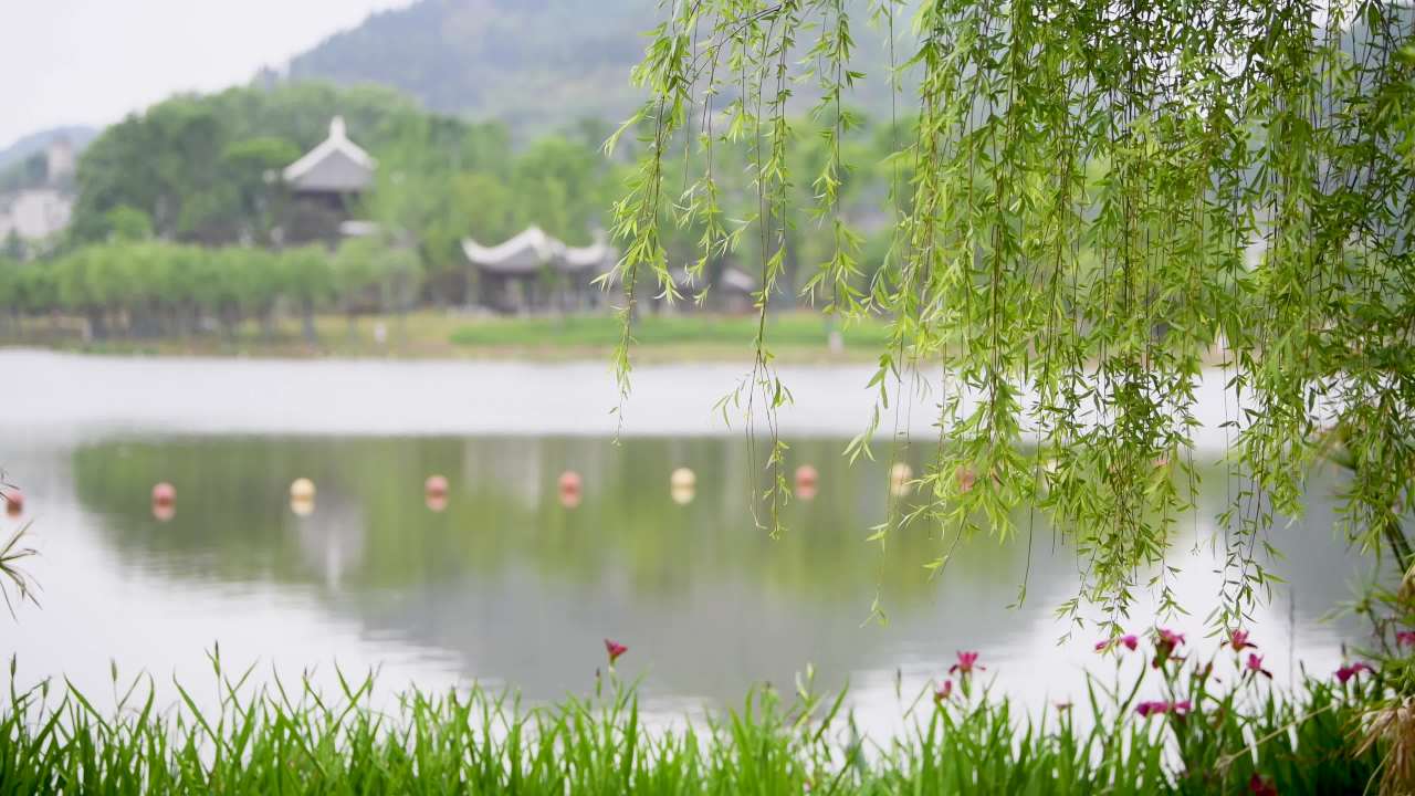 4k唯美柳树风吹柳叶柳枝  柳树春风垂柳