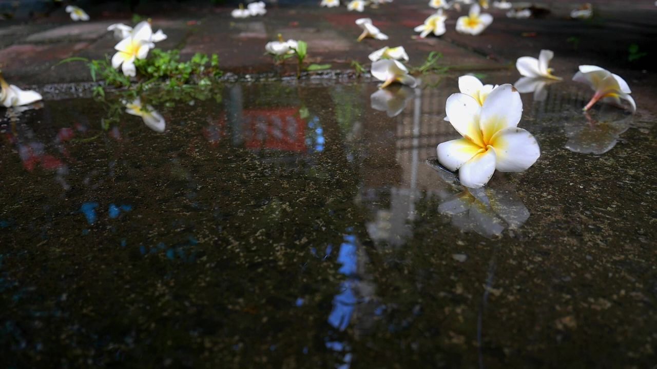 雨后院子地上的鸡蛋花