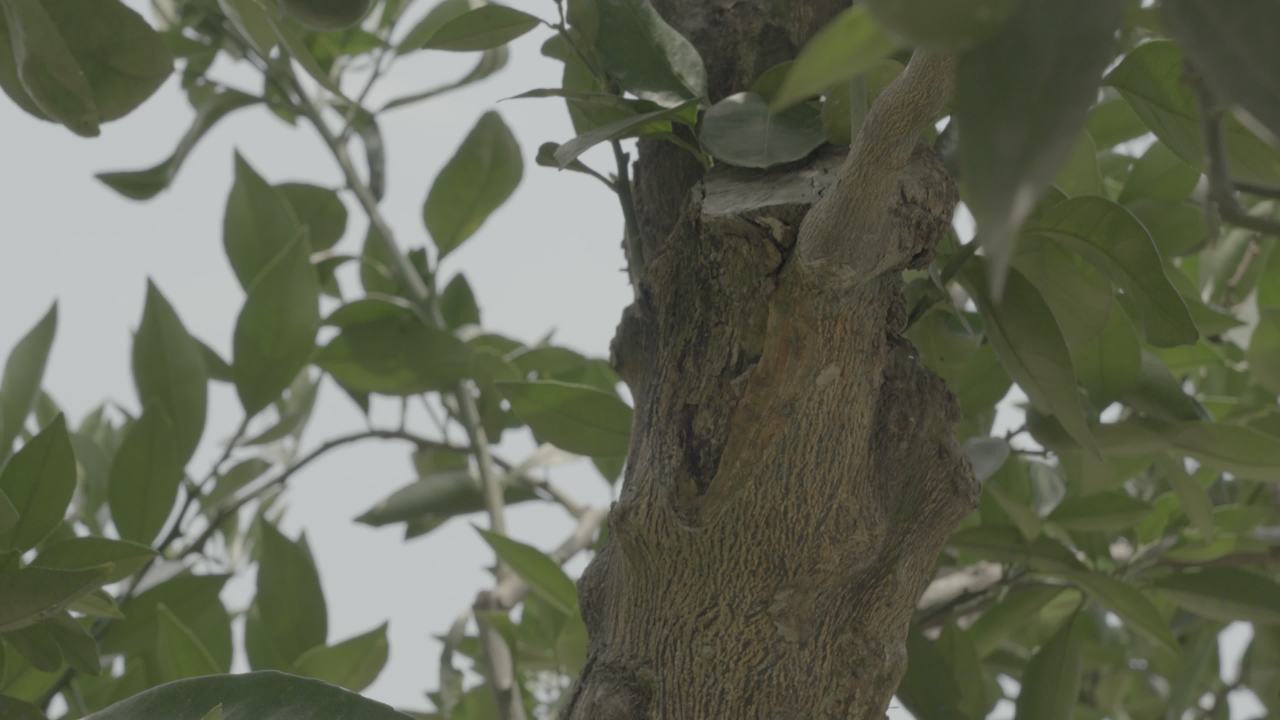 树梢的静谧