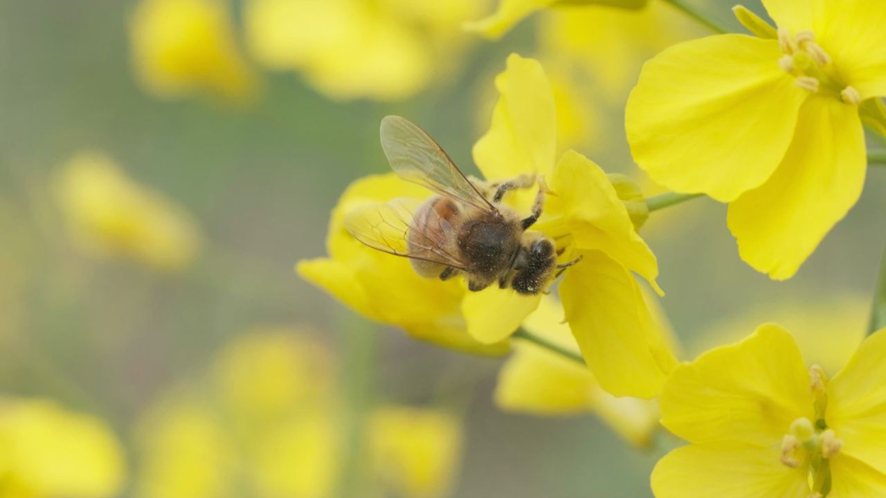 油菜花蜜蜂采蜜特写微距4K实拍