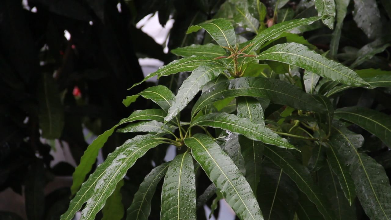 端午雨后的芒果树叶